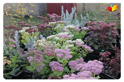 Купить Очиток (седум) Матрона Sedum Matrona - в питомнике Флорини