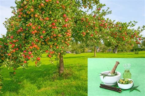 Homemade Fruit Tree Spray Homemade Dormant Oil Spray For Fruit Trees