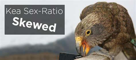 Skewed Sex Ratio Amongst Kea A Red Flag Island Conservation