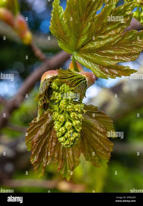 Sycamore tree leaves close up hi-res stock photography and images - Alamy