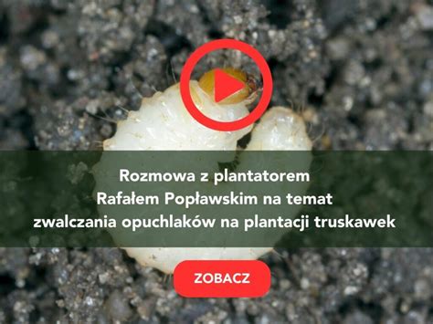 Opuchlaki Zwalczanie Praktyczny Poradnik Rolnika