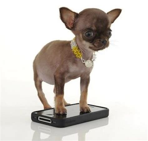 World's smallest dog - Miracle Milly the Chihuahua - K9 Research Lab