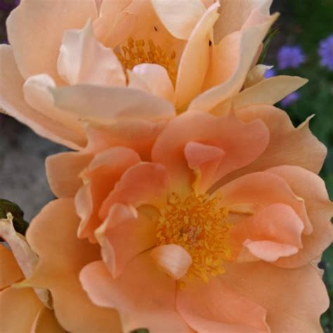 Rosa Harglowing Syn Rosa Bridge Of Sighs Rose Bridge Of Sighs