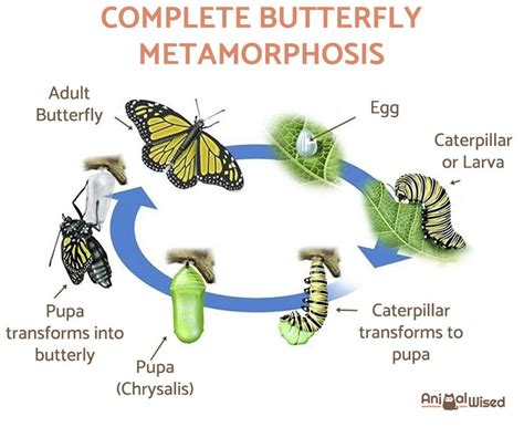 How Are Butterflies Born Butterfly Life Cycle Reproduction And More