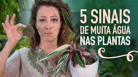 COMO REGAR As PLANTAS SEM ERRAR Manual Da REGA PERFEITA YouTube