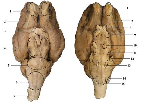 Sheep Brain Dissection Ventral Aspect W O Dura Mater Diagram Quizlet