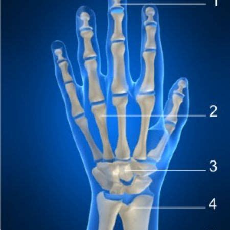 Кости на горния крайник