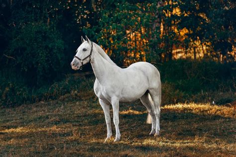 Significado De Sonhar Cavalo Marrom Bravo Manso E Mais