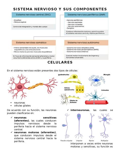 Canales I Nicos Y Potenciales De Membrana En C Lulas Nerviosas