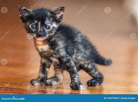 Three Colored Tortoiseshell Kitten Stock Photo Image Of Felis Calico