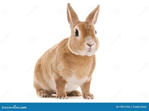 Red Rabbit Royalty Free Stock Image - Image: 19072766