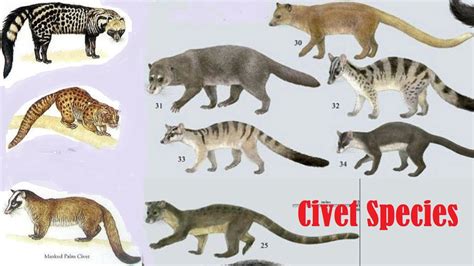 Civet Species | Civet Of The World | List Of All Civet Species - YouTube