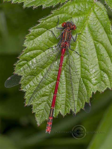 Img Large Red Damselfly Pyrrhosoma Nymphula Mature M Flickr