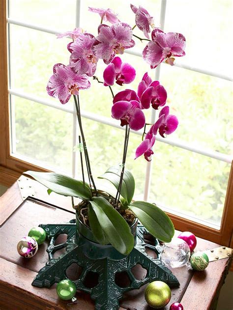 Tips for Growing Orchids Indoor - Rustic Decor Living