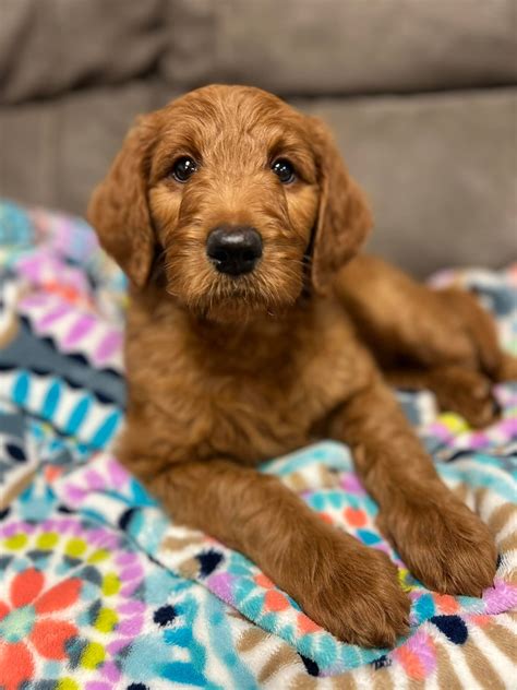 Route 20: Mountain View and Alaska Regional Transit Guide 13