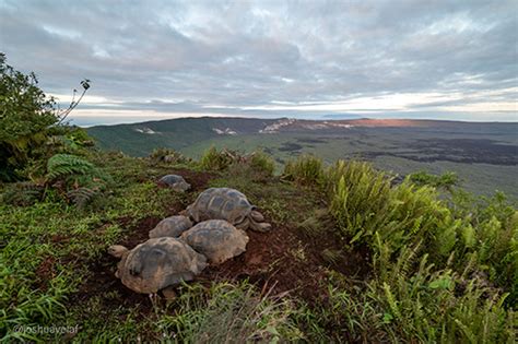 Rediscovering the Giant Tortoises and Magical Landscapes of Alcedo ...