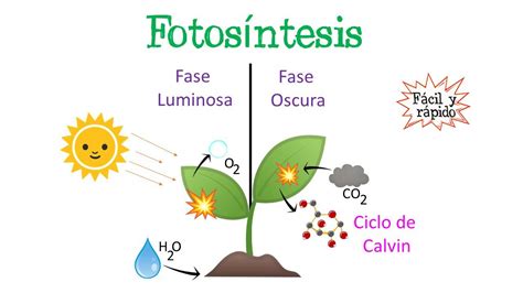 Productos de la fase oscura Cuáles son