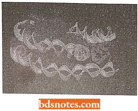 Stages Of Transcription, RNA Polymerase - BDS Notes