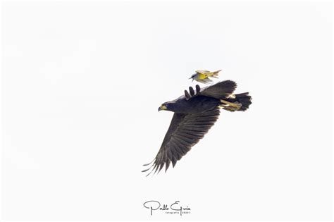 Guila Negra Buteogallus Urubitinga Ecoregistros