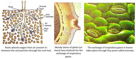 Respiration In Plants