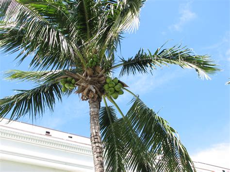 Coconut Tree A Coconut Palm Tree In The Grounds Of The Fla Flickr