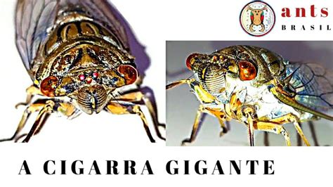 Quesada Gigas A Cigarra Gigante Super Detalhes Hd K Youtube