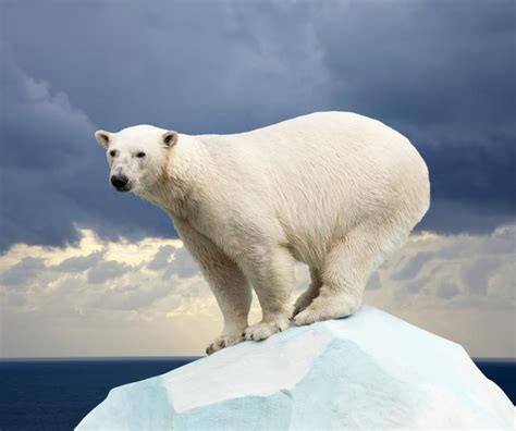 Interesting facts about polar bears - ViewKick