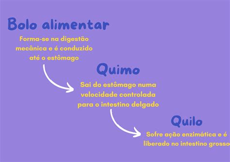 Em Quais órgãos Ocorre A Digestão Do Bolo Alimentar