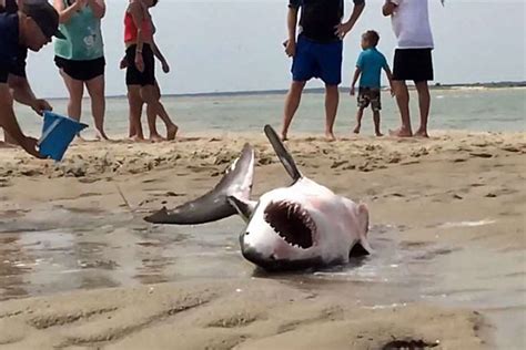 Stranded Great White Shark Rescued In Massachusetts Video Sharks