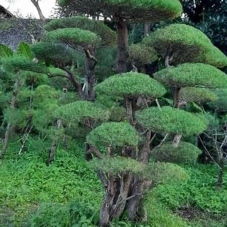 Bonsai Cemara Udang Terbaik Lazada Indonesia