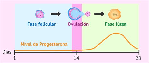 Hormona Progesterona Funciones Valores Normales Y Medicamentos