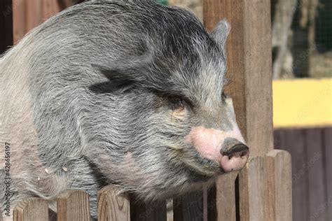 Vietnamese Potbellied Pig In The Yard Of The Farm Close Up Side View