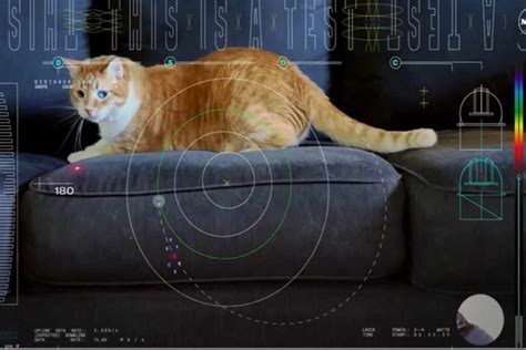 Guarda Il Video Del Gatto Che Gioca Trasmesso Dalla Nasa Nello Spazio