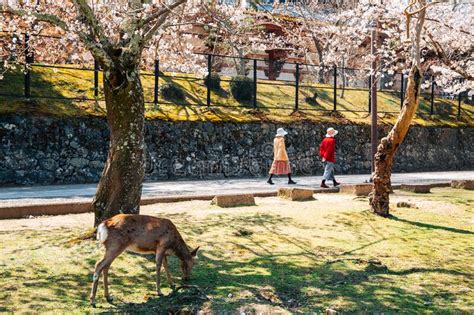 Nara Park, Deer with Spring Cherry Blossoms in Nara, Japan Editorial ...