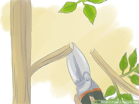 3 Ways to Prune a Trumpet Vine - wikiHow