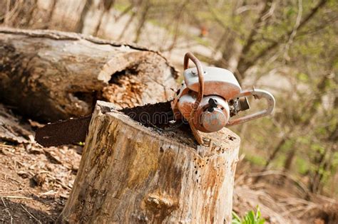 Chainsaw In Tree Stump Stock Photo Image Of Clearing 23958254