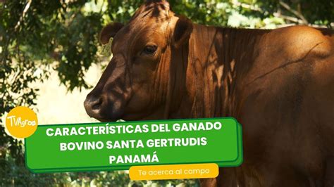 Características del ganado bovino Santa Gertrudis Panamá TvAgro por