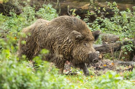 Nordrhein Westfalen Wildschwein Rammt Streifenwagen Und J Hrige