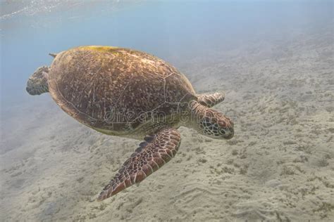 Green Sea Turtle Swimming in the Tropical Sea Stock Image - Image of ...