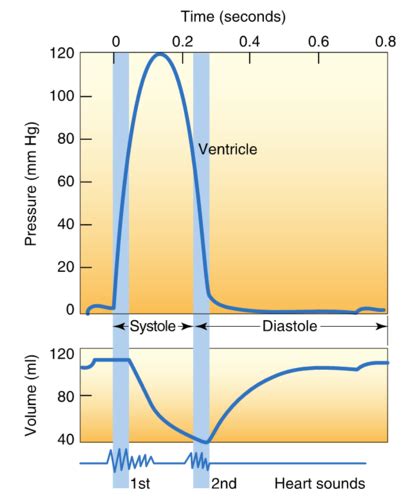 Cardiovascular Responses 1 18 Flashcards Quizlet