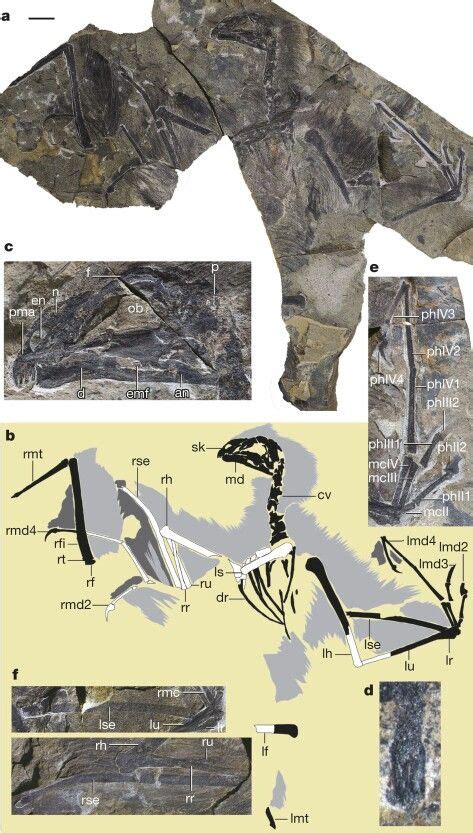 Yi qi fossil (dino bat) | Walking with dinosaurs, Bat, Dinosaur