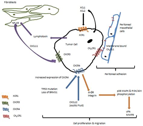 Ijms Free Full Text Chemokine Receptors In Epithelial Ovarian Cancer