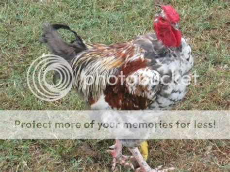 Naked Necks Turkens And More NAKED NECKS Gotta Love Them Page 7 BackYard Chickens Learn