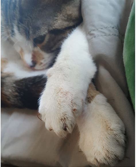 Many AVMA Vets Declaw Cats And Give NO Pain Meds. Here are two examples