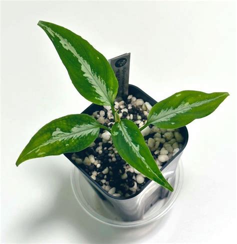 Yahoo オークション 元祖 妖鳥LA便 Aglaonema pictum zettacolor