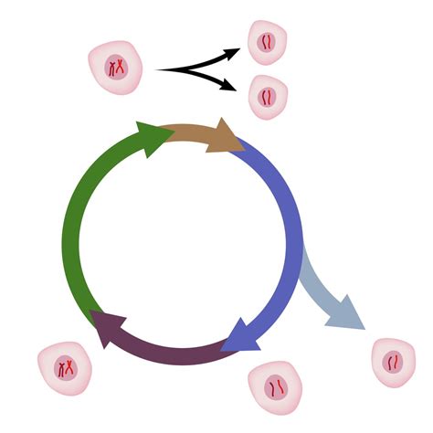 Phases Cell Cycle and Mitosis Diagram | Quizlet