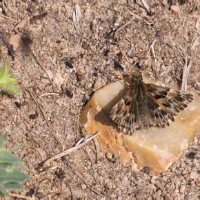 Carcharodus alceae Esper 1780 L Hespérie de l alcée Papillons