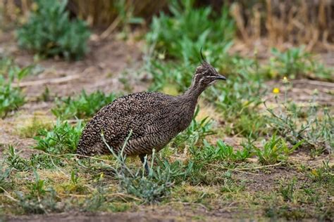 Elegante Crested Tinamou Eudromia Elegans Entorno De Pastizales