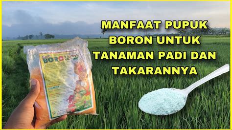 Manfaat Pupuk Boron Untuk Tanaman Padi Dan Takaran Per Tangki Liter