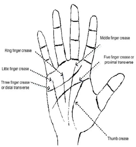 Parts Of The Palm